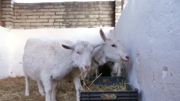 As cabras estão comendo feno no celeiro. — Vídeo de Stock