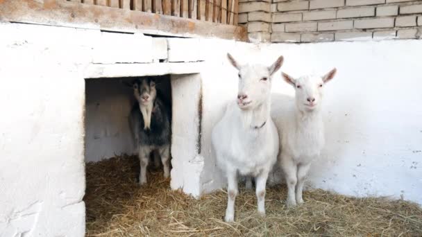 Kozy stojí a rozhlížejí se po stodole.. — Stock video