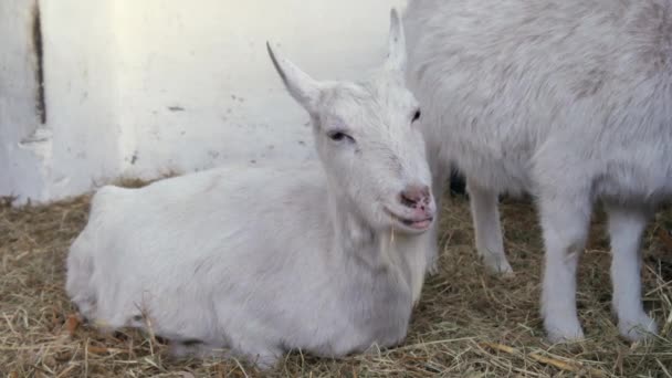 一头困倦的山羊坐在谷仓里的干草上躺着. — 图库视频影像