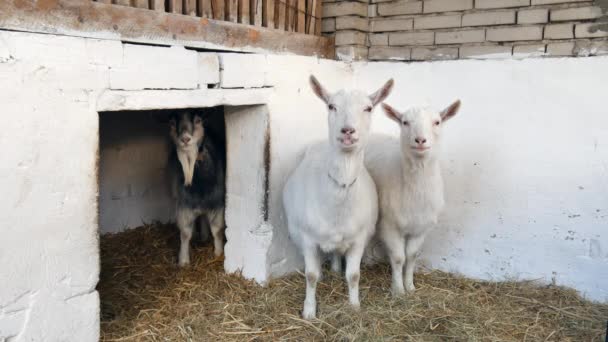 Goats are standing and looking around in the barn. — Stock Video