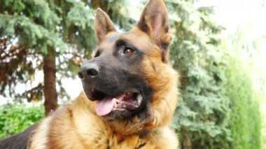 Güneşli bir günde arka planda uzun çam ağaçları olan bahçeye bakan güzel bir Alman çoban köpeğinin yakın çekimi..
