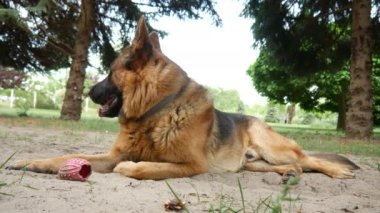 Güneşli bir günde arka planda uzun çam ağaçları olan bahçeye bakan güzel bir Alman çoban köpeğinin yakın çekimi..