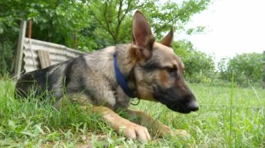 Güzel bir Alman çoban köpeği çimlerin üzerinde dinleniyor..