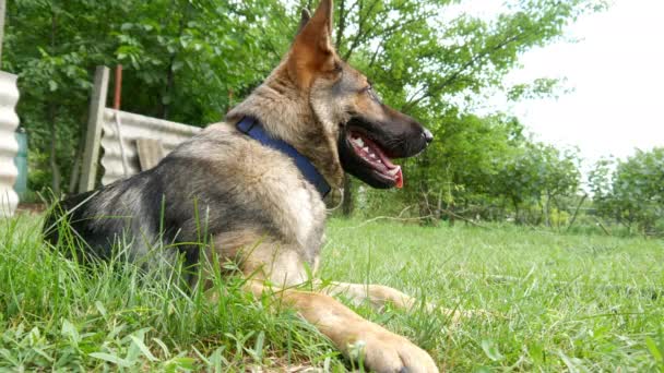 Un bellissimo cane pastore tedesco che riposa sull'erba. — Video Stock