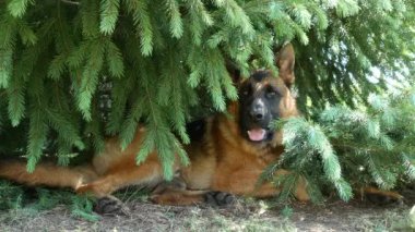 Güzel bir Alman çoban köpeği çam ağacının altında dinleniyor..