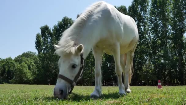 Utsikt över en ponny häst äta och gå i trädgården på en gård på en solig sommardag. — Stockvideo