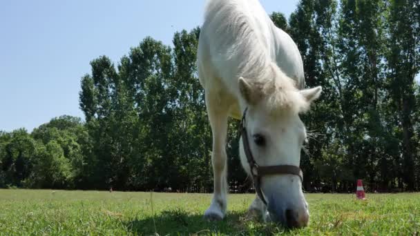 Vista de un caballo pony comiendo y caminando en el patio trasero de una granja en un día soleado de verano. — Vídeos de Stock