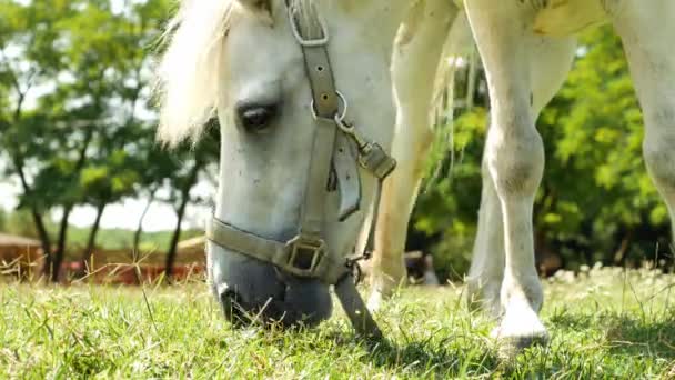 Θέα σε ένα άλογο πόνυ τρώει και περπατώντας στην πίσω αυλή ενός αγροκτήματος σε μια ηλιόλουστη μέρα του καλοκαιριού. — Αρχείο Βίντεο