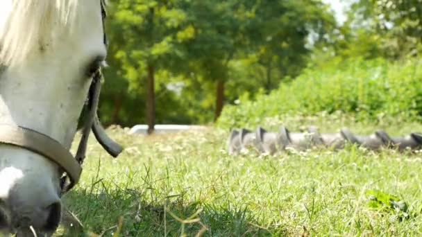 晴れた夏の日には、ポニーの馬が農場の裏庭を食べて歩く姿を見ることができます。. — ストック動画