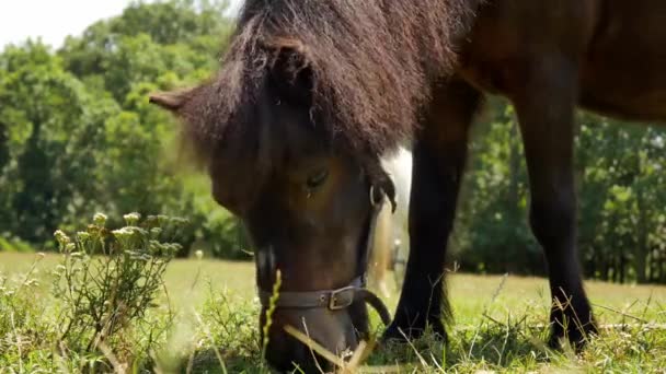 Вид на поедание пони лошадью и прогулку во дворе фермы в солнечный летний день. — стоковое видео