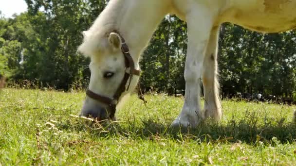 Vue sur un cheval de poney mangeant et marchant dans la cour d'une ferme par une journée ensoleillée d'été. — Video