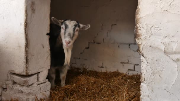Les chèvres sont debout et regardent autour dans la grange. — Video