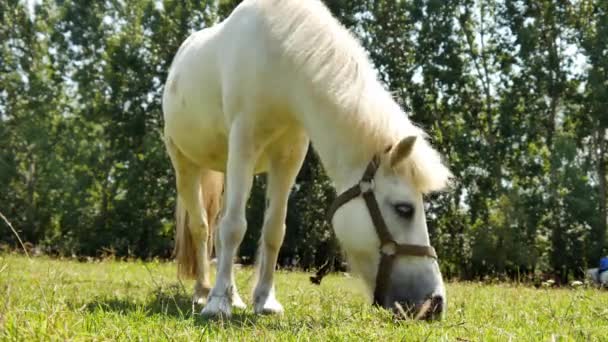 Blick auf ein Pony, das an einem sonnigen Sommertag im Hinterhof eines Bauernhofs isst und spaziert. — Stockvideo