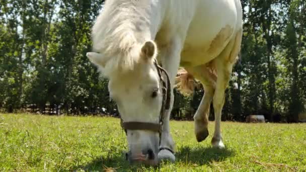 Vista su un cavallo pony mangiare e passeggiare nel cortile di una fattoria in una giornata estiva soleggiata. — Video Stock