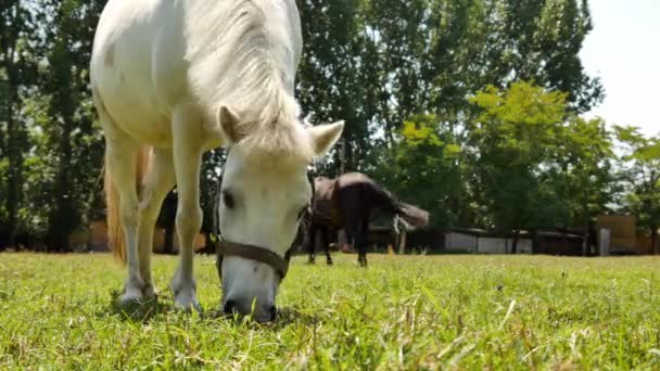 Vista su un cavallo pony mangiare e passeggiare nel cortile di una fattoria in una giornata estiva soleggiata. — Video Stock