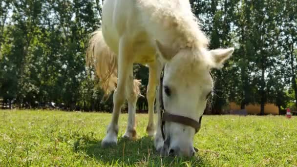 Vista su un cavallo pony mangiare e passeggiare nel cortile di una fattoria in una giornata estiva soleggiata. — Video Stock