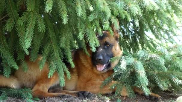 Güzel bir Alman çoban köpeği çam ağacının altında dinleniyor.. — Stok video