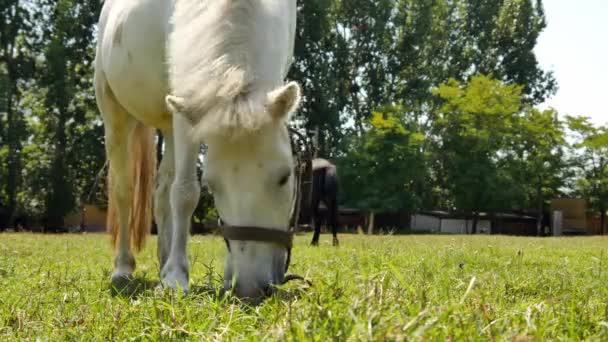 Vista su un cavallo pony mangiare e passeggiare nel cortile di una fattoria in una giornata estiva soleggiata. — Video Stock