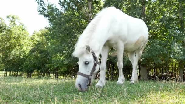Uitzicht op een pony paard eten en wandelen in de achtertuin van een boerderij op een zonnige zomerdag. — Stockvideo