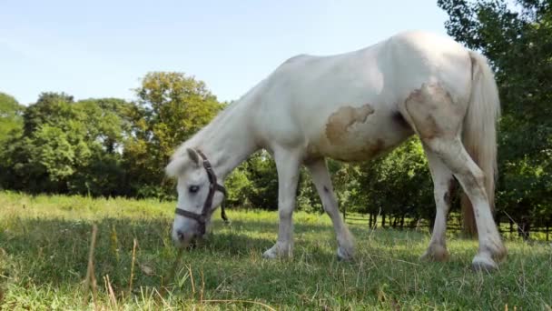 Вид на поні коня, який їсть і ходить на задньому дворі ферми в сонячний літній день . — стокове відео
