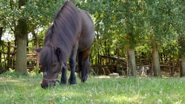 Vista su un cavallo pony mangiare e passeggiare nel cortile di una fattoria in una giornata estiva soleggiata. — Video Stock