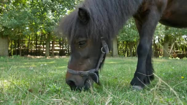 Vista su un cavallo pony mangiare e passeggiare nel cortile di una fattoria in una giornata estiva soleggiata. — Video Stock
