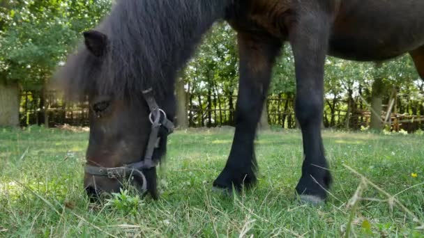 Vista su un cavallo pony mangiare e passeggiare nel cortile di una fattoria in una giornata estiva soleggiata. — Video Stock