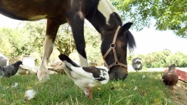 Pohled na poníka koně a některé kuřata jíst a chodit na dvorku farmy na slunný letní den. — Stock video