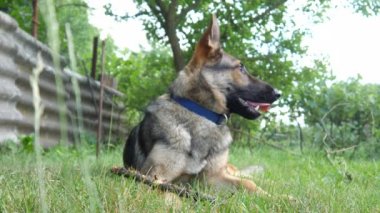 Güzel bir Alman çoban köpeği çimlerin üzerinde dinleniyor..