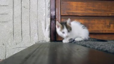 Küçük sevimli bir kedi yavrusu kapının önünde çevreyi keşfediyor..