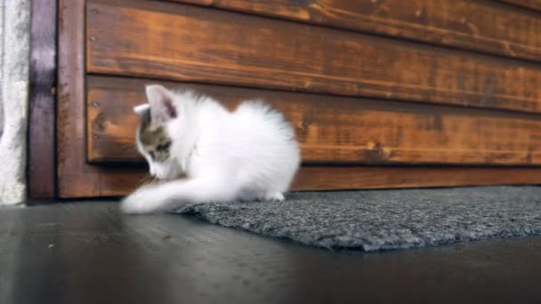 Un lindo gatito juguetón descubriendo el medio ambiente frente a una puerta. — Vídeo de stock