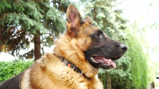 Scena ravvicinata di un bellissimo cane pastore tedesco mentre si guarda intorno nel giardino con alti pini sullo sfondo in una giornata di sole. — Video Stock