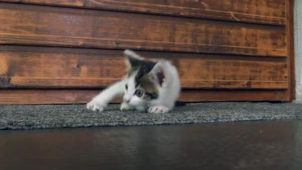 Un lindo gatito juguetón descubriendo el medio ambiente frente a una puerta. — Vídeo de stock