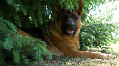 Güzel bir Alman çoban köpeği çam ağacının altında dinleniyor..
