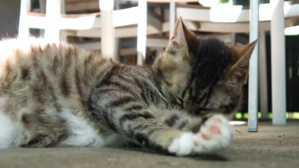 A cute little kitten cat cleaning itself on the concrete. — Stock Video