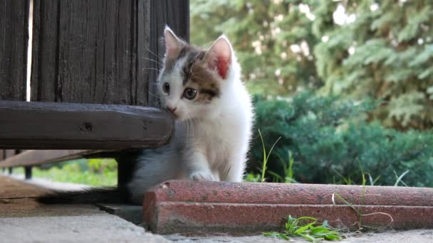 Un lindo gatito juguetón jugando en la hierba. — Vídeo de stock