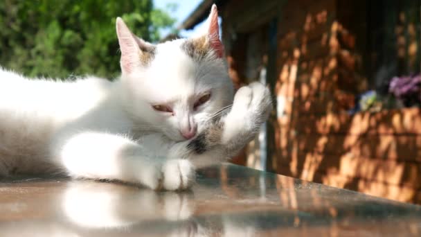 En söt liten kattunge som städar sig på bordet på gården.. — Stockvideo