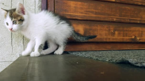 A cute playful little kitten cat discovering the environment in front of a door. — Stock Video