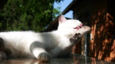 Bahçedeki masada kendini temizleyen sevimli bir kedi yavrusu..