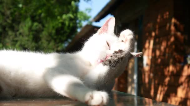 En söt liten kattunge som städar sig på bordet på gården.. — Stockvideo