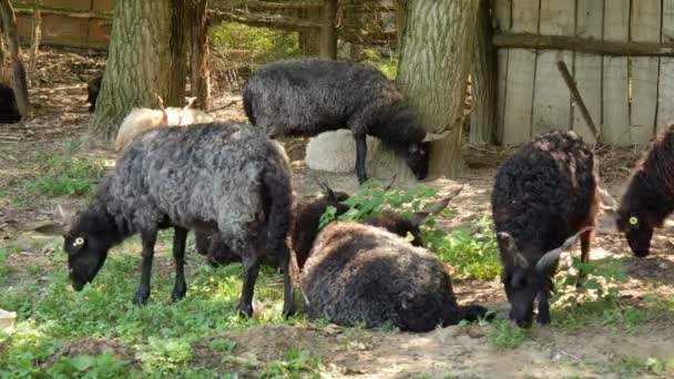 Vista su un gregge di pecore che riposa e mangia nel cortile di una fattoria in una giornata estiva. — Video Stock