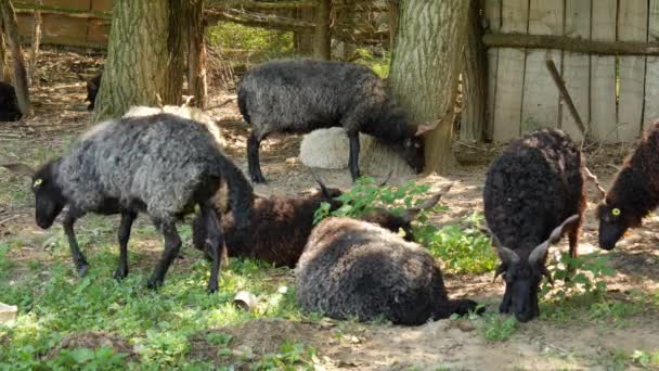 Vista sobre um rebanho de ovelhas descansando e comendo no quintal de uma fazenda em um dia de verão. — Vídeo de Stock
