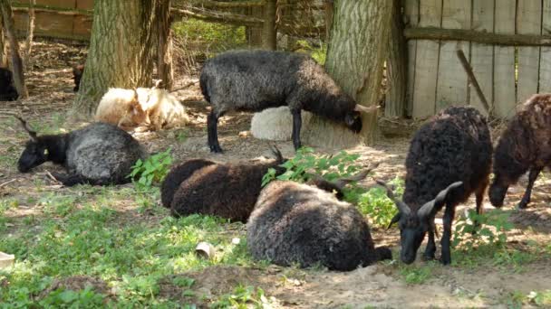 Vista sobre um rebanho de ovelhas descansando e comendo no quintal de uma fazenda em um dia de verão. — Vídeo de Stock