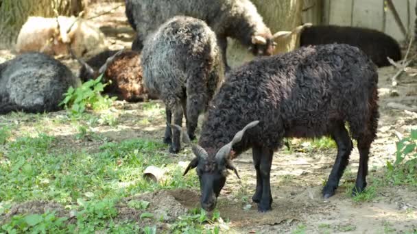 夏天的一天，你可以看到一群羊在农场的后院休息和吃饭. — 图库视频影像
