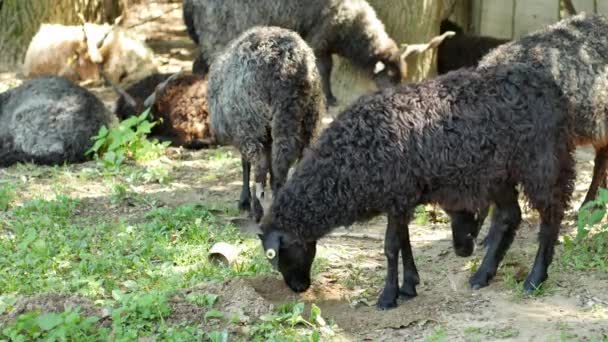 Widok na stado owiec odpoczywających i jedzących na podwórku gospodarstwa w letni dzień. — Wideo stockowe