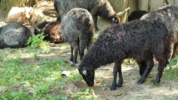 Vista sobre um rebanho de ovelhas descansando e comendo no quintal de uma fazenda em um dia de verão. — Vídeo de Stock