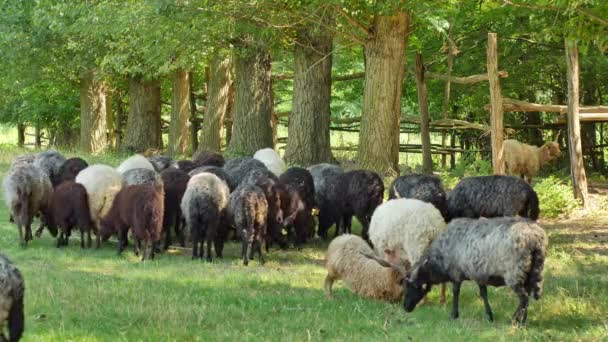 夏の日に農場の裏庭で休んで食べる羊の群れを見る. — ストック動画