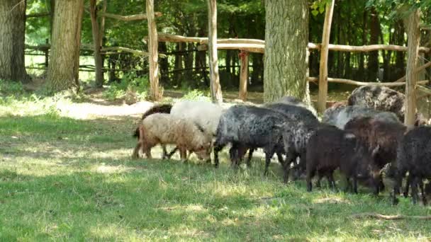 Uitzicht op een schaapskudde rustend en etend in de achtertuin van een boerderij op een zomerdag. — Stockvideo