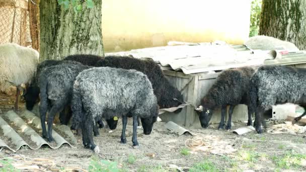 Vue sur un troupeau de moutons se reposant et mangeant dans la cour d'une ferme un jour d'été. — Video