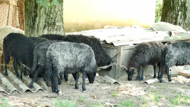 Vista de un rebaño de ovejas descansando y comiendo en el patio trasero de una granja en un día de verano. — Vídeo de stock